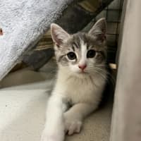 Photo of Loki