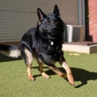 Photo of Boris