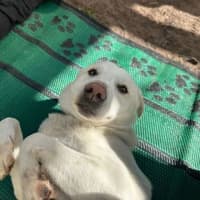 Photo of Ringo