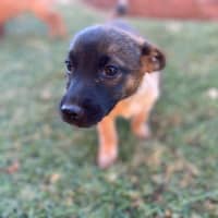 Photo of Scarlet