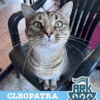 Photo of Cleopatra 