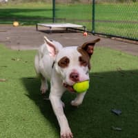Photo of Tazzie