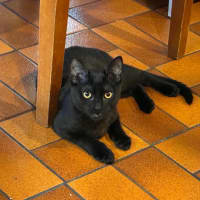 Photo of Onyx   In Foster Care In Eltham