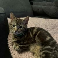 Photo of Norman   Located In Pakenham