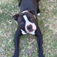 Photo of Loki