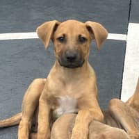 Photo of Kiki 🐶🌺🐶