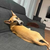 Photo of Peanut