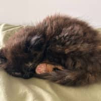 Photo of Toffee