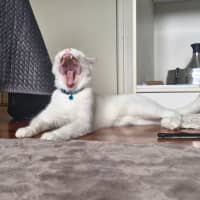 Photo of Chip
