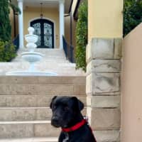 Photo of Pirate *$350 Adoption Fee*