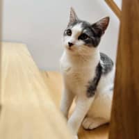 Photo of Rice   Located In Northcote