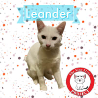 Photo of Leander *9 Lives Project Rescue*
