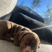 Photo of Yogi Imp 1668