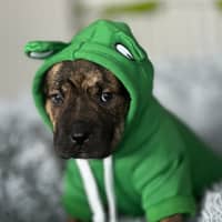 Photo of Cayman