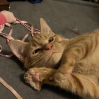 Photo of Frankie