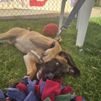Photo of Chico