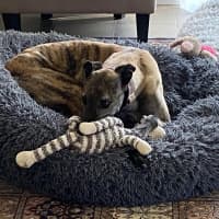 Photo of Brinny The Greyhound