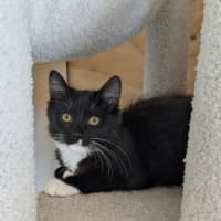 Photo of Opal *9 Lives Project Rescue*