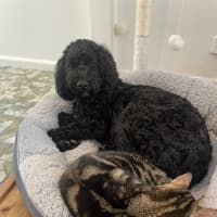 Photo of Little Miss & Yoyo