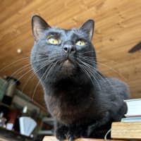 Photo of Pickles