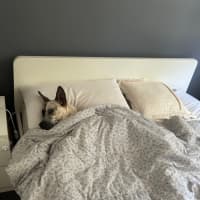 Photo of 🌶️ Chilli Heeler 🌶️