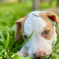 Photo of Reggie/Jingle