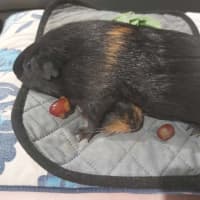 Photo of Luffy & Monkey