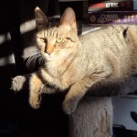 Photo of Bombshell