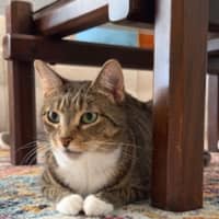 Photo of Lolo (Migallo)