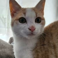 Photo of Nigella   Located In Bundoora