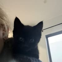Photo of Nibbler