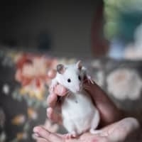 Photo of Willow & Maple