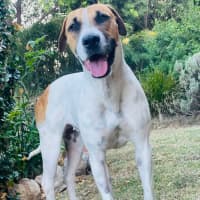Photo of Patch