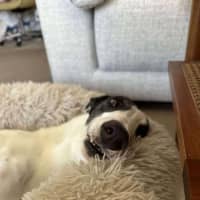 Photo of Dot, The Greyhound