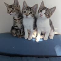 Photo of Sophia Golden