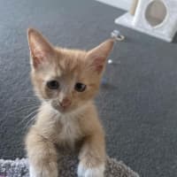 Photo of Nacho