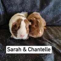 Photo of Chantelle & Sarah