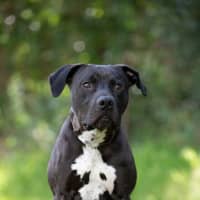 Photo of Bronson