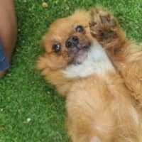 Photo of Simba