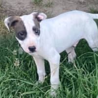 Photo of Hank ~ 11 Week Old, Staffy X Beagle Puppy