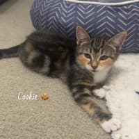 Photo of Cookie