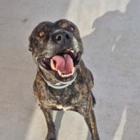 Photo of Chase (8999)