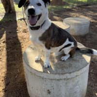 Photo of Huxley