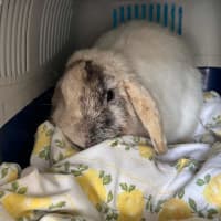 Photo of Mortimer