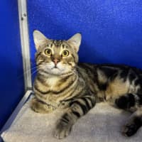 Photo of Benji