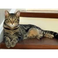 Photo of 11832   Fili