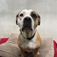 Photo of Shelby