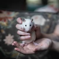 Photo of Seagull And Roach