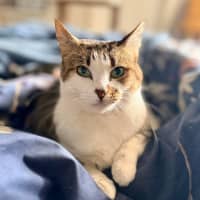Photo of Daphne