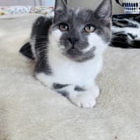 Photo of Wren 💕